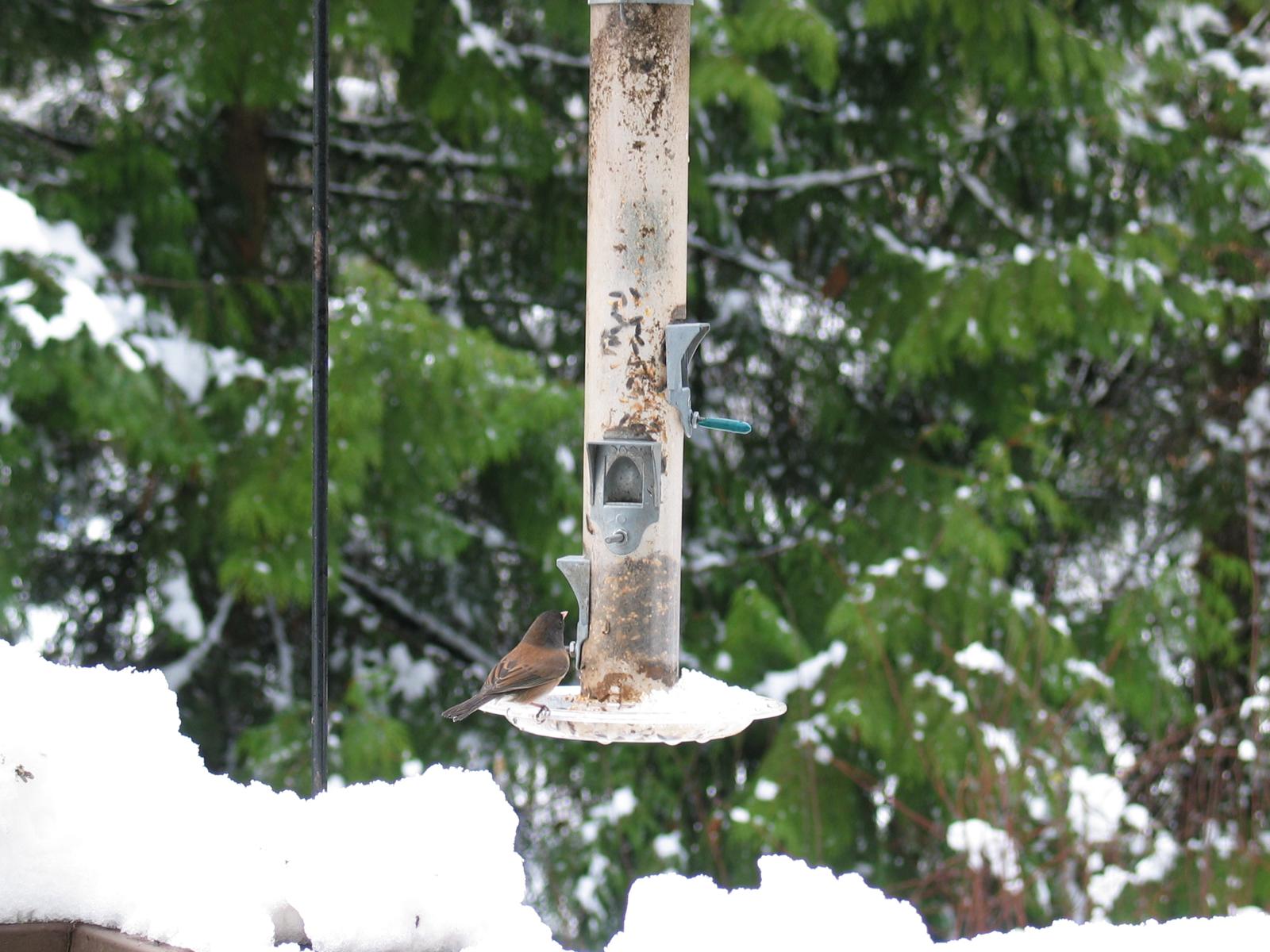 frozen bird feeder
