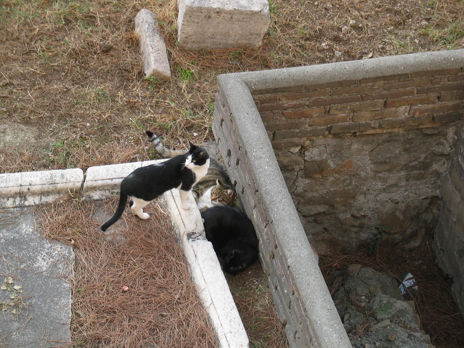 Cats in the sanctuary