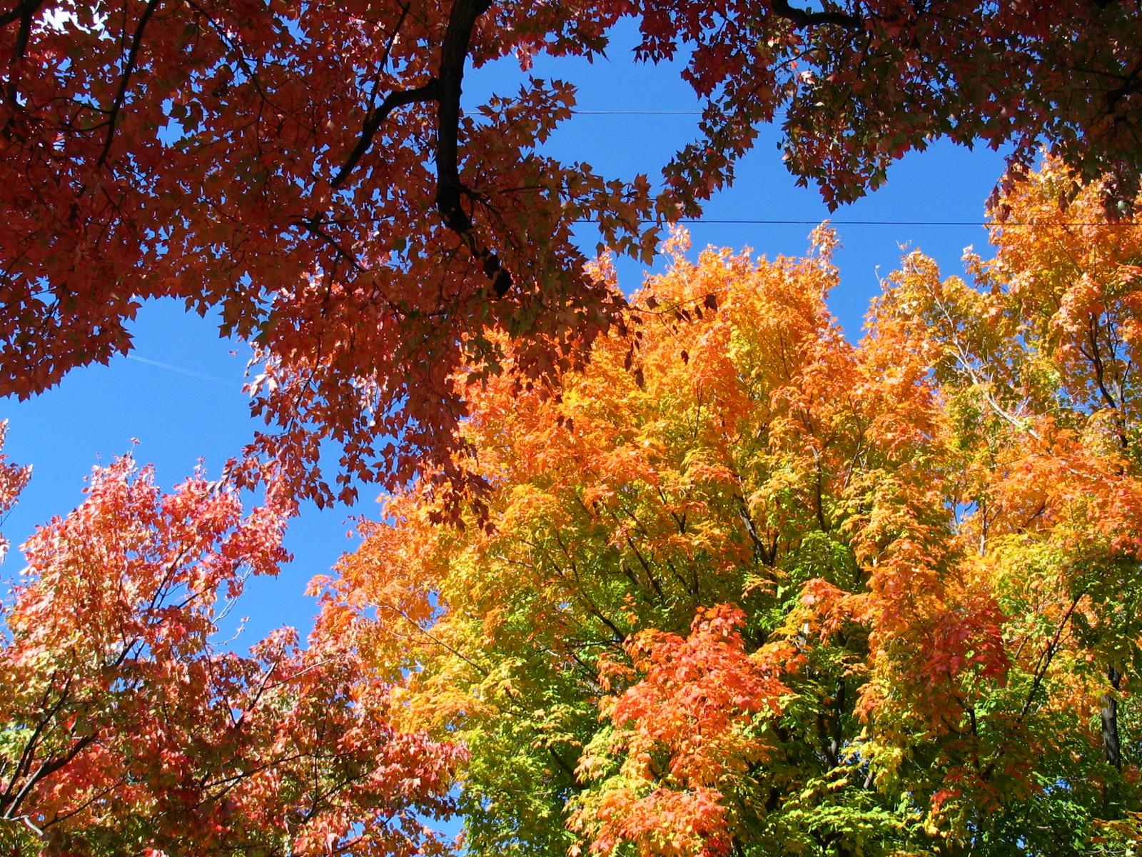 autumn in ottawa