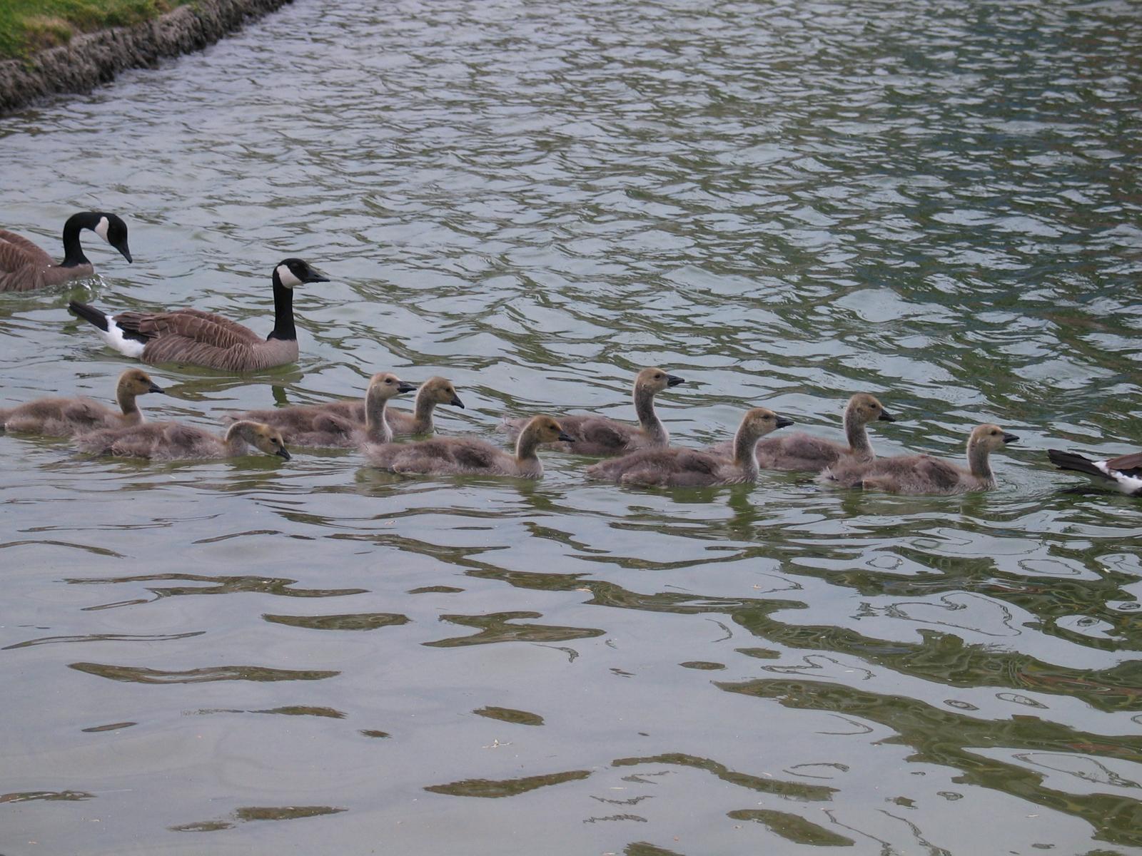 a family of geese