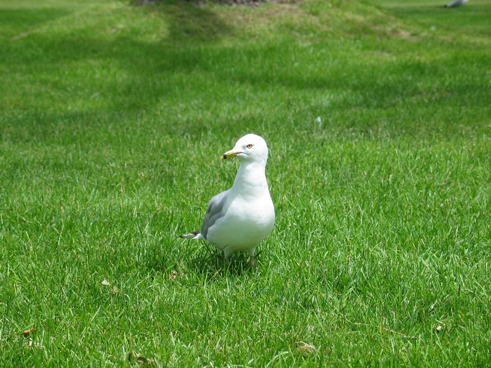 A Seagull
