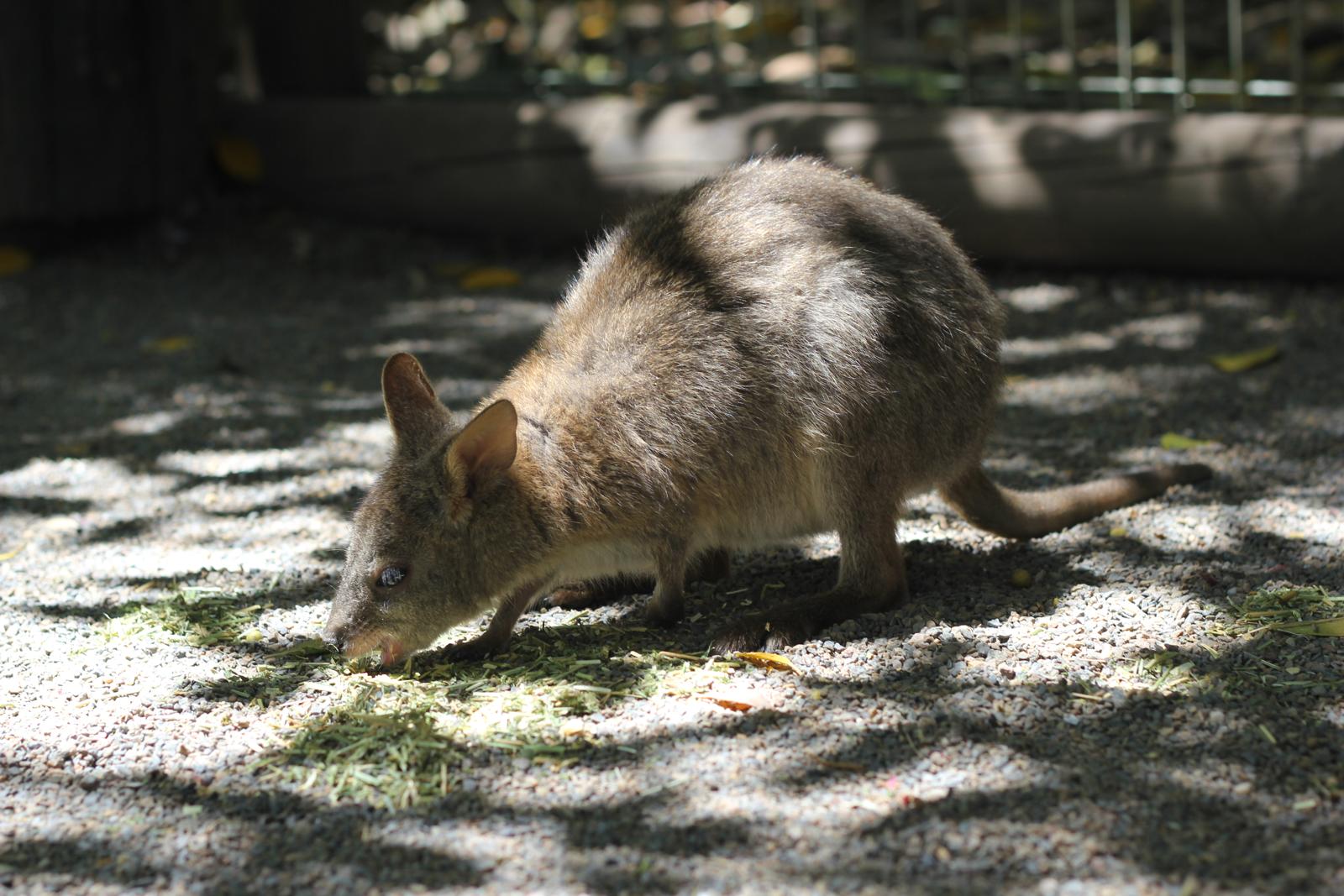 I think this is a wallabee