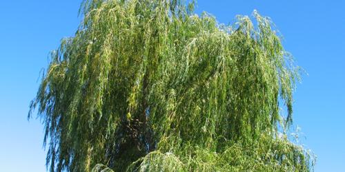 a willow