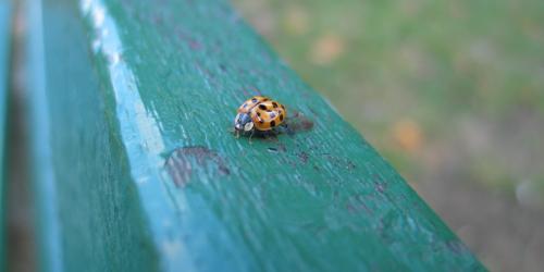 The Saddest Ladybug In The Land