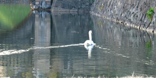 A swan at the Imperial Palace