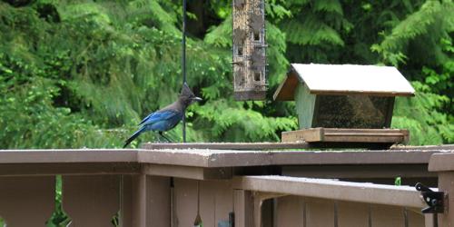 another blue jay