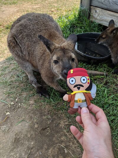 kangaroo-and-jack.jpg