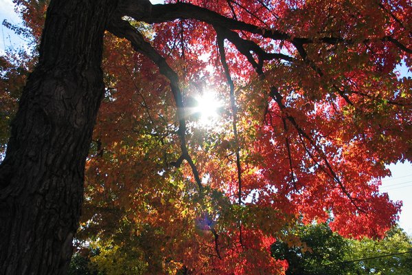 autumn in ottawa
