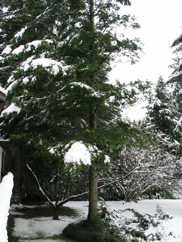 a tree under snow