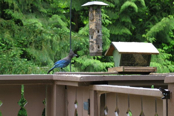 another blue jay