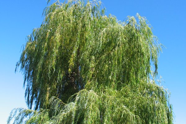 a willow