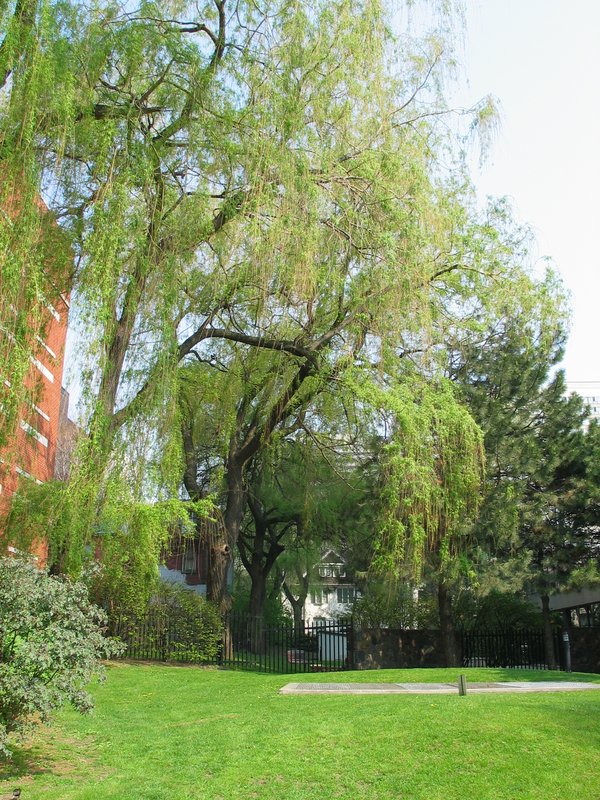 a tree near my apartment