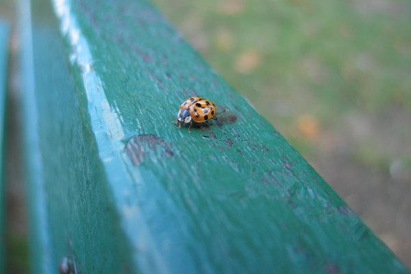 The Saddest Ladybug In The Land