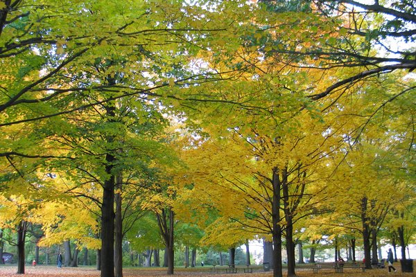 High Park in Autumn