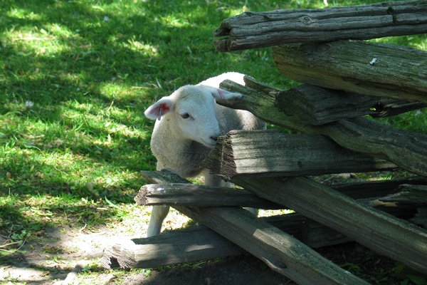 A baby sheep
