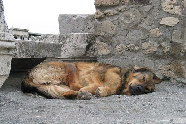 A dog hanging out on the street
