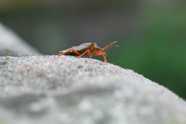 A freaky-looking bug