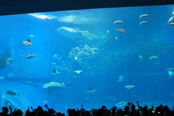 The bigged aquarium I've ever seen