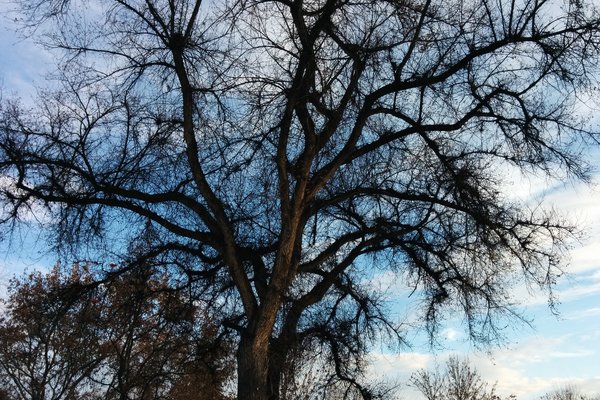 A weird-looking tree in Kelowna's City Park
