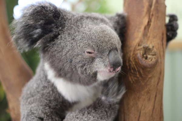 A Sleeping Koala