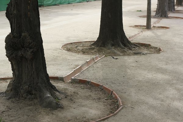 Tree irrigation