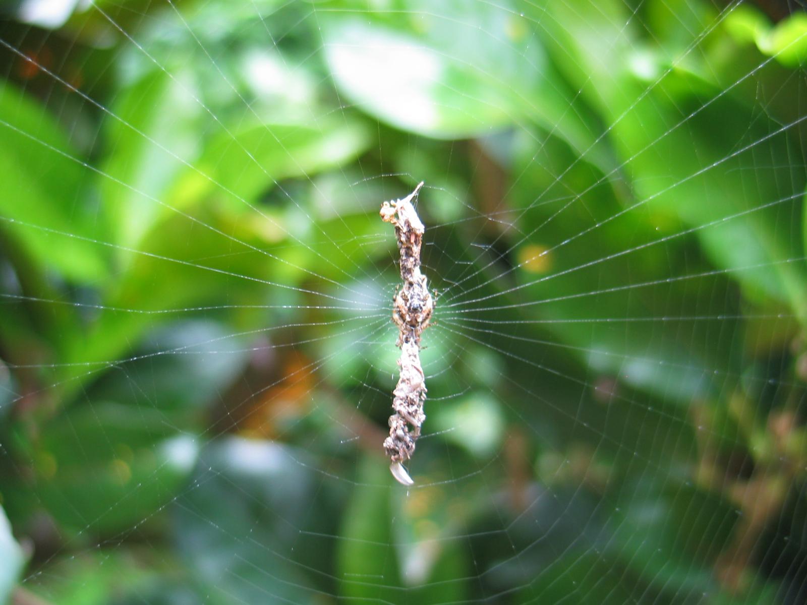 A spiderweb