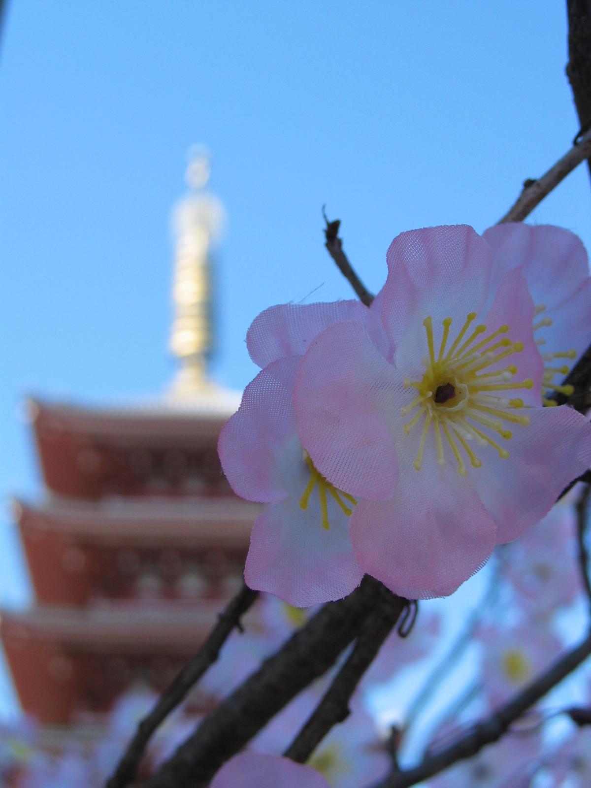 Cherry blossoms and pagoda
