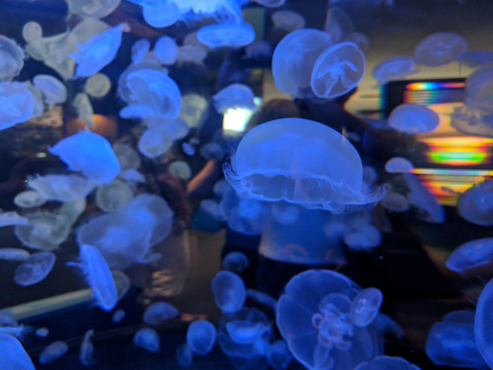 The Vancouver Aquarium
