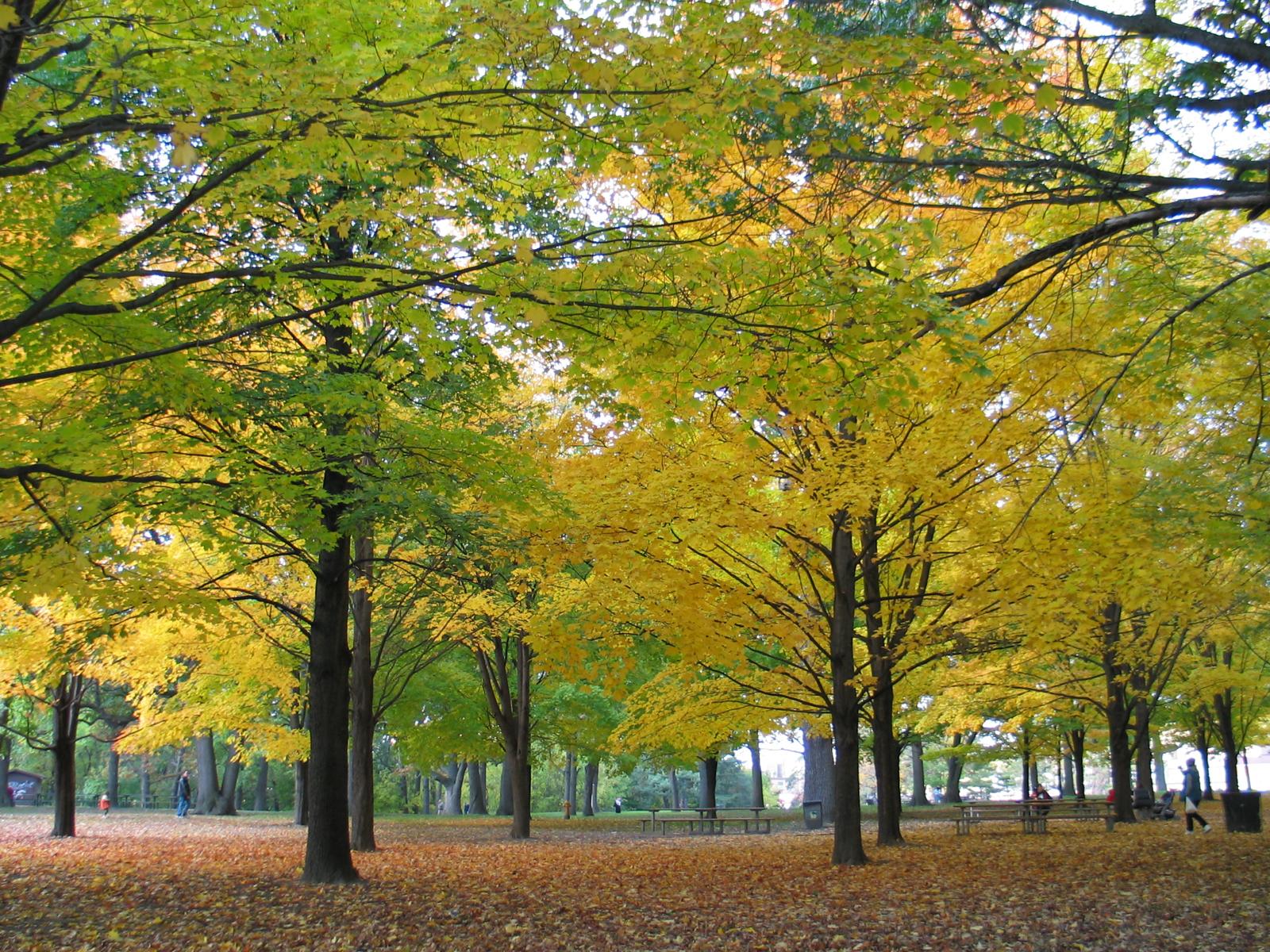 High Park in Autumn