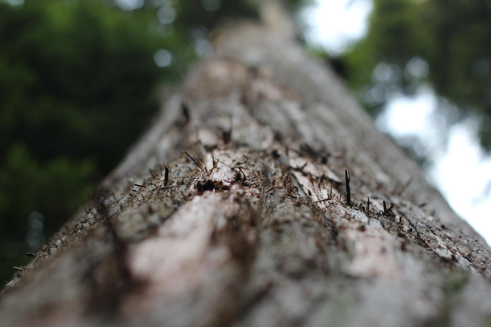 A Tree Up Close
