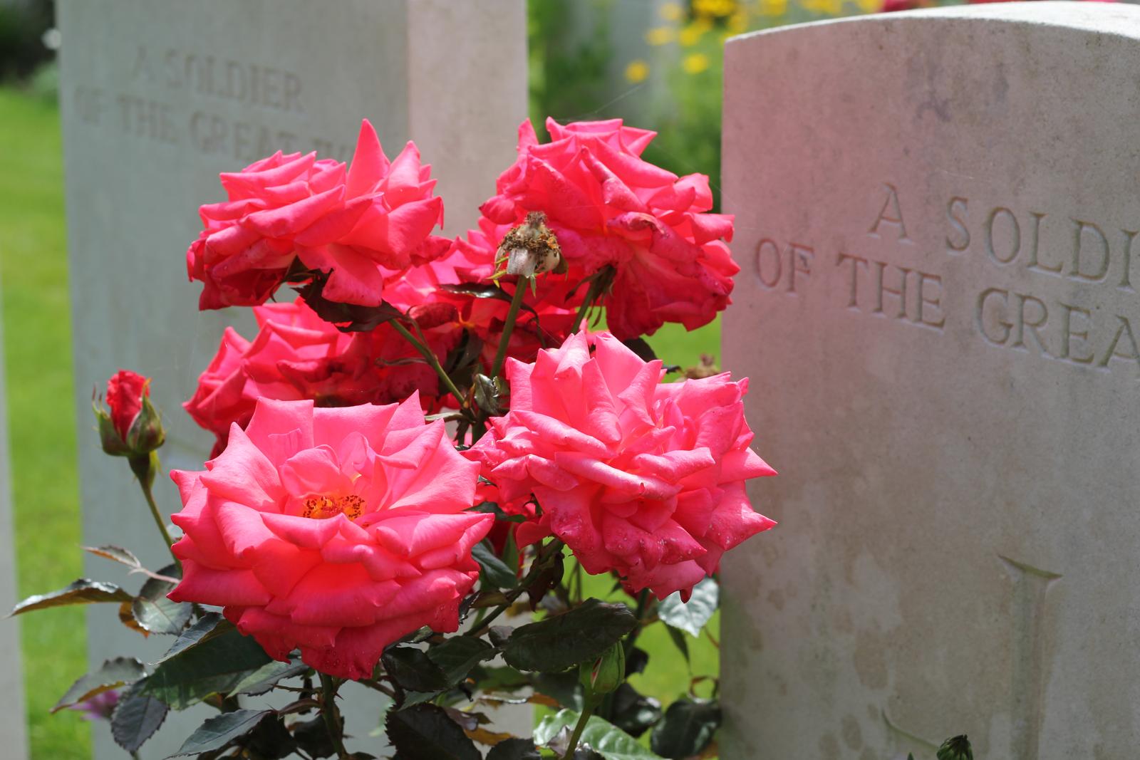 Roses next to a grave