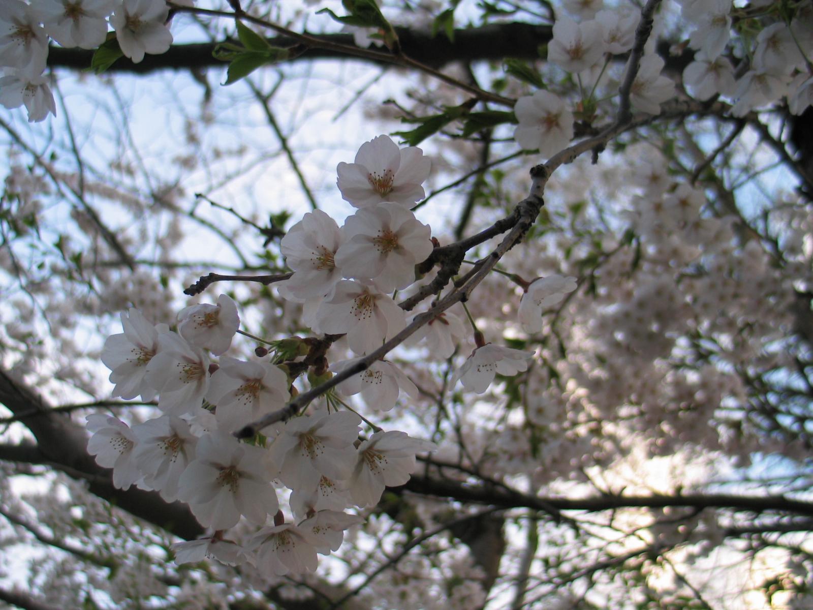 More Cherry Blossoms