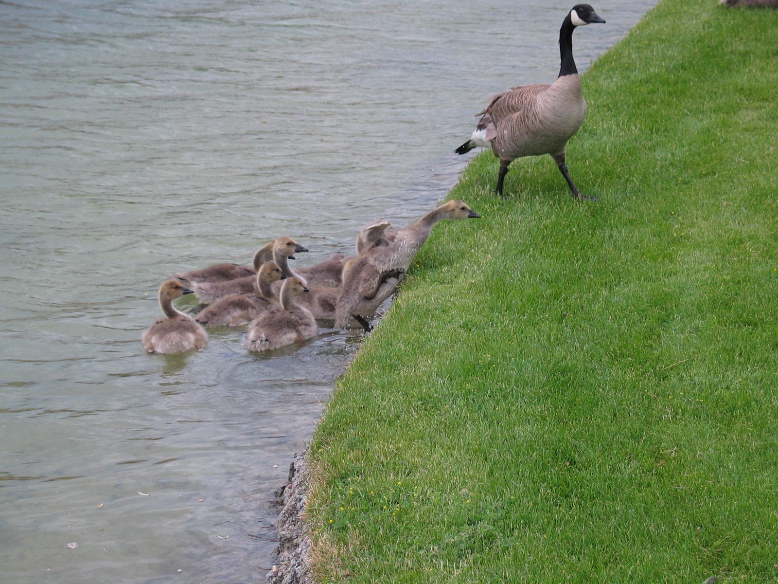 a family of geese
