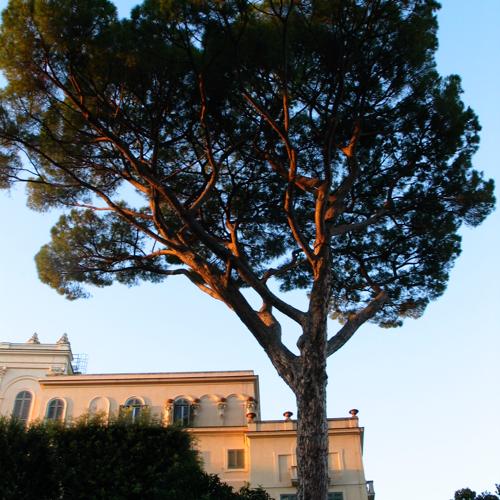 A pretty tree in Vatican City