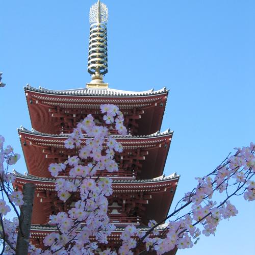 Pagoda and cherry blossoms