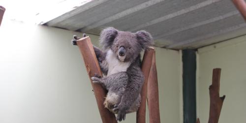 A Sleeping Koala