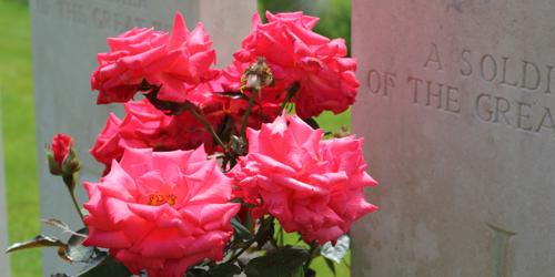 Roses next to a grave