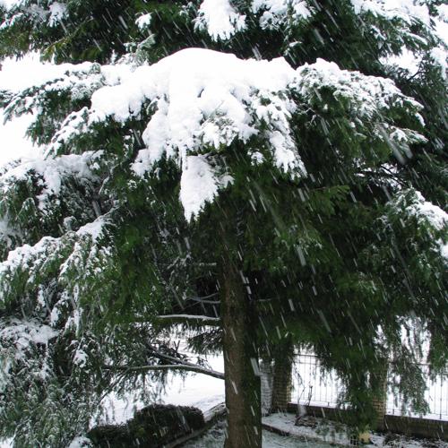 snow falling on cedars