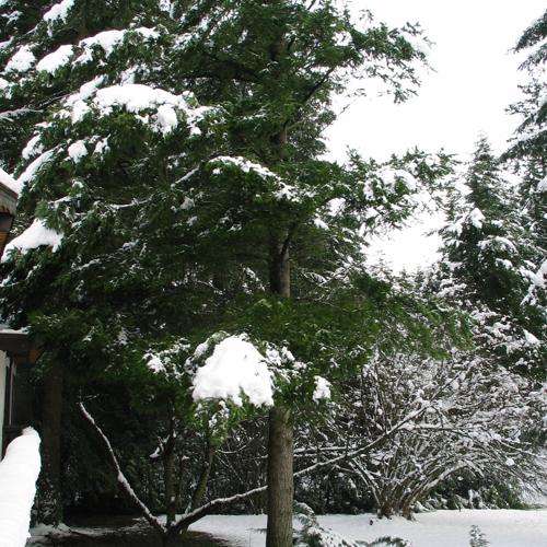 a tree under snow