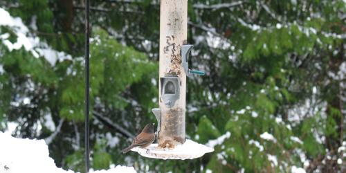 frozen bird feeder