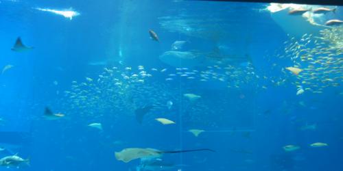 The bigged aquarium I've ever seen