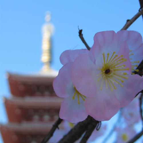 Cherry blossoms and pagoda
