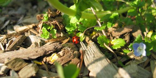 A ladybug!