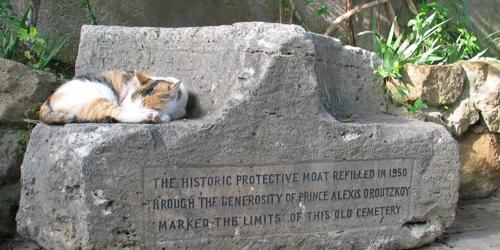 Cats in the Protestant Graveyard