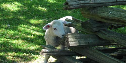 A baby sheep