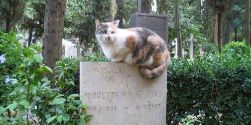 Cats in the Protestant Graveyard
