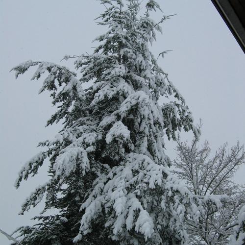 snow falling on cedars